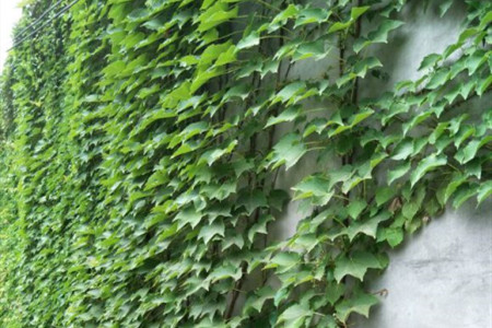 北方月季花室外冬天怎么过冬