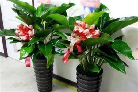 金钻浇什么水好