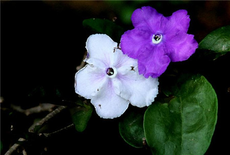 双色茉莉的播种方法是什么