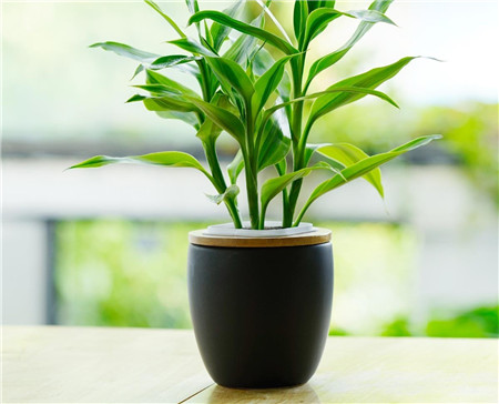 冬季养花诀窍：勤晒太阳少浇水(冬天怎么养花花旺盛)