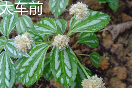 大车前草和平车前草的区别和药效