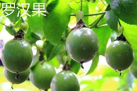 西番莲和罗汉果的区别是什么