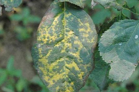 苹果树叶子发黄有斑点怎么回事