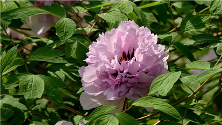 紫斑牡丹价格高吗