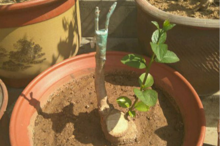 北方桂花树什么季节栽最合适