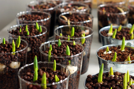 郁金香可用母体鳞茎上长出的小鳞茎繁殖