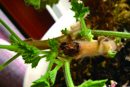 天竺葵初春修剪