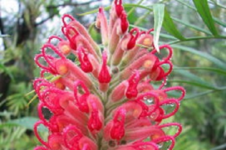 红花银桦的养殖方法视频