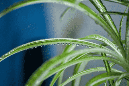 吊兰在冬天会不会冻死?