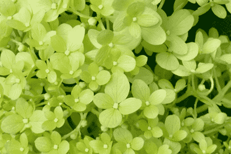 石灰灯绣球怎么繁殖