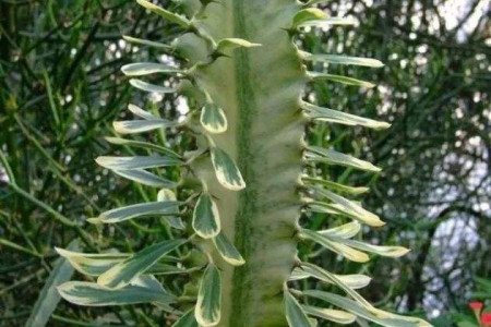 大戟阁会不会开花