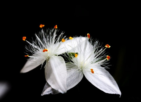 紫露草的常见品种图片