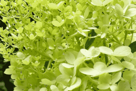 石灰灯绣球怎么繁殖