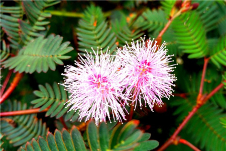 含羞草的作用是什么?名字是?