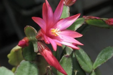 落花之舞的养殖方法