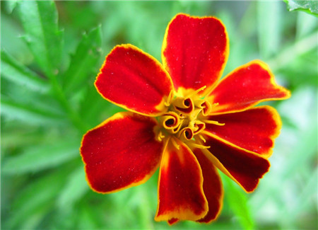 孔雀草什么时候可以掐顶吗