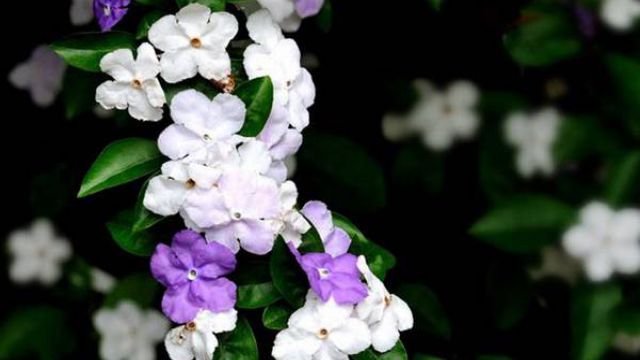 双色茉莉的播种方法(双色茉莉的播种方法是什么)