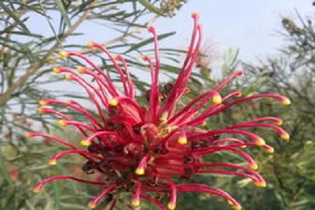 红花银桦的养殖方法视频