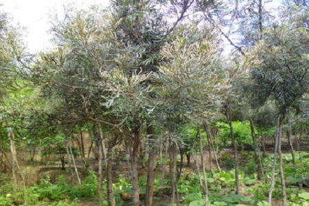 红花银桦的养殖方法视频