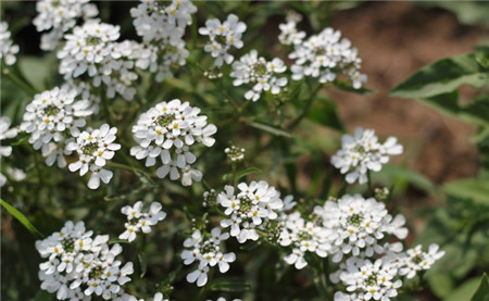 屈曲支撑施工图片