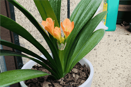 君子兰开花期怎样养护