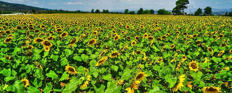向日葵花期是几月(几月种向日葵最合适)