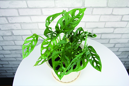 龟背竹叶子太大下垂怎么办