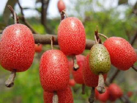 羊奶果的种植方法(羊奶果种子种育苗法)