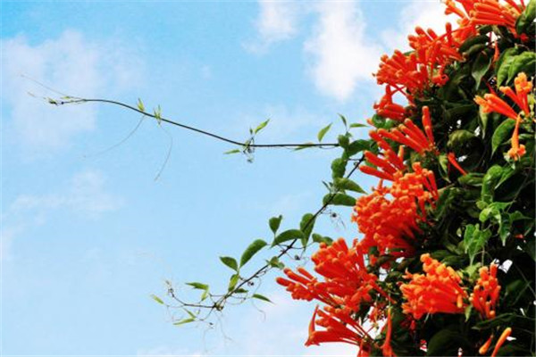 如何使炮仗花在圣诞开花(如何让炮仗花开花)