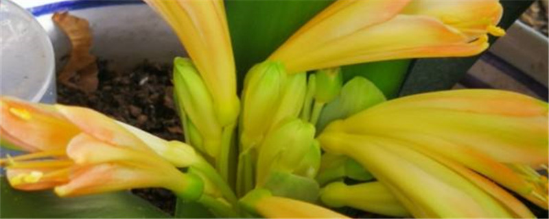 君子兰花期君子兰开花图片(君子兰开花期怎样养护)