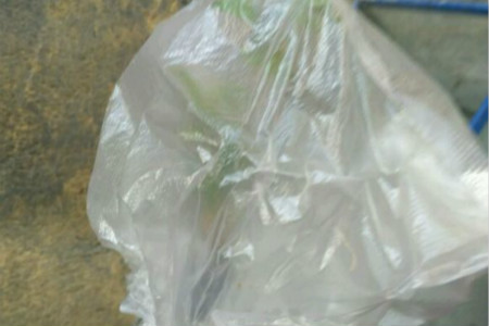 北方桂花树什么季节栽最合适