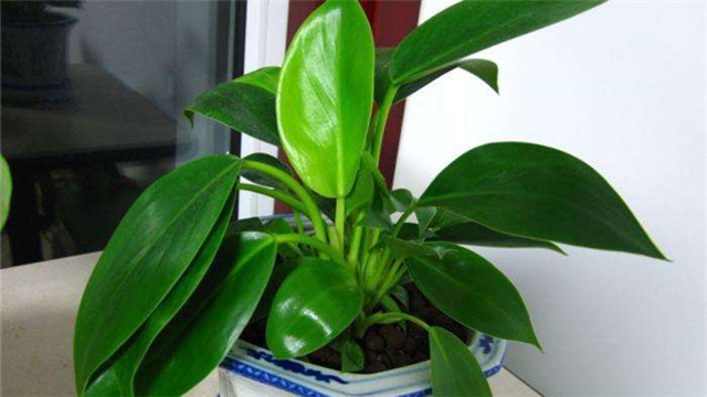 金钻浇什么水(金钻浇什么水好)