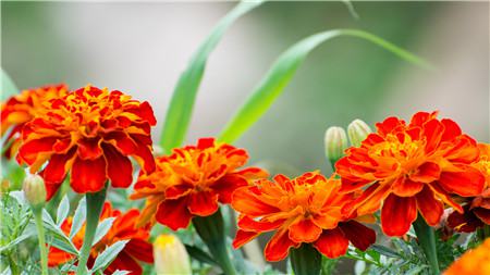 孔雀草什么时候可以掐顶吗