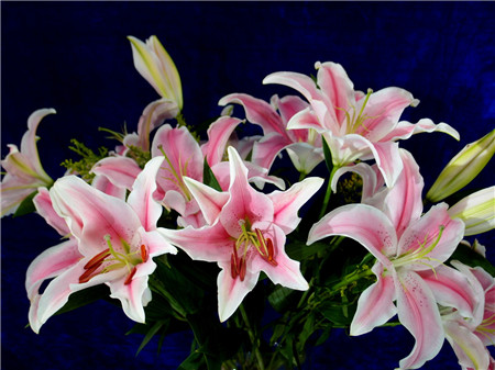 冬天怎么养花花旺盛