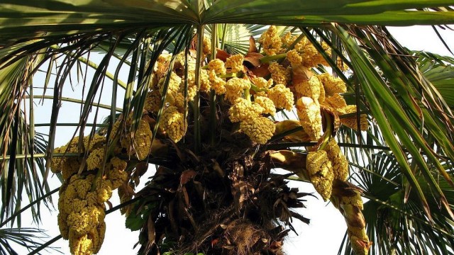 棕树花的功效与作用(灰树花的作用与功效)