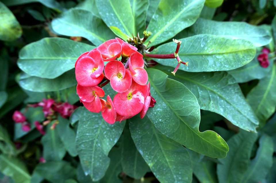 虎刺梅常见品种图片