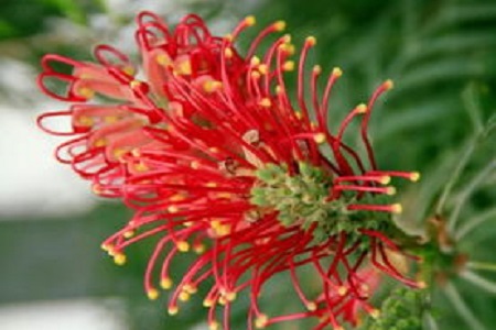 红花银桦的养殖方法视频