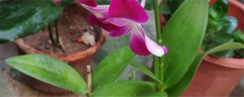 石斛叶子发黄怎么办补救处理方法黄叶枯萎的原因(石斛叶子变黄了怎么办)