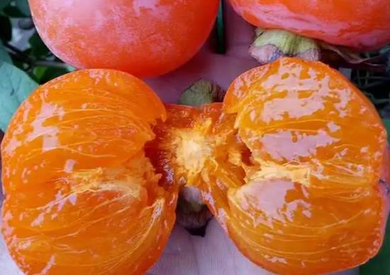 柿子和羊肉可以一起食用吗喝完羊汤隔多久吃柿子(柿子可以和羊肉一块儿吃吗)