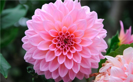 大丽花烂根一半怎么办