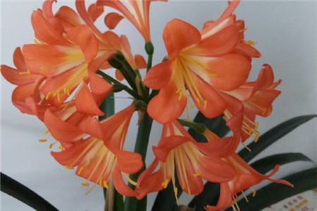 君子兰开花期怎样养护