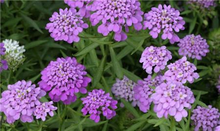 屈曲支撑施工图片