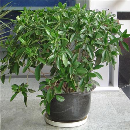 非洲茉莉枝叶腐烂是怎么回事