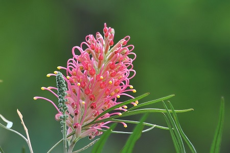 红花银桦的养殖方法视频
