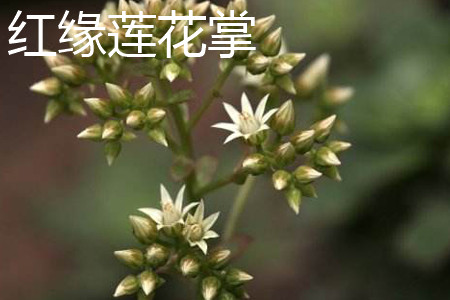 红缘莲花掌状态图