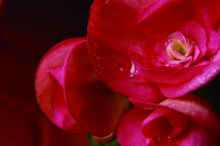 怎样养殖盆栽海棠花视频