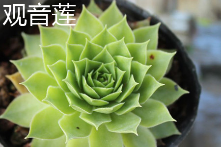 红缘莲花掌状态图