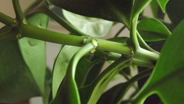 非洲茉莉枝条腐烂枯萎是什么原因(非洲茉莉枝叶腐烂是怎么回事)