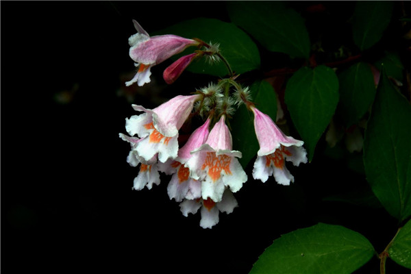 蝟实怎么修剪(猬实怎么养)