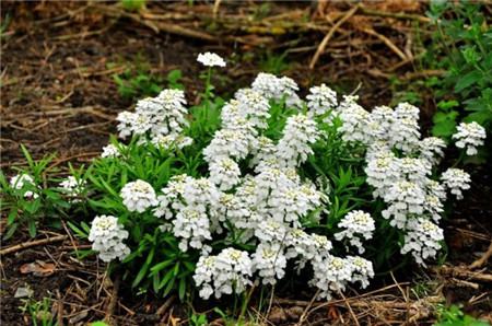 屈曲支撑施工图片